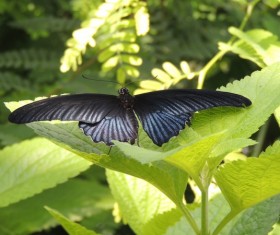 Beautiful black butterfly Stock Photo