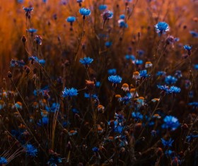 Beautiful blue flowers Stock Photo