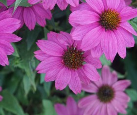 Beautiful echinacea Stock Photo