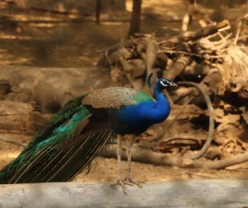 Beautiful peacock Stock Photo