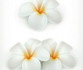 Beautiful white flower vector illustration 01