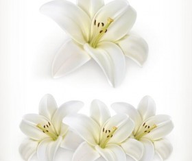 Beautiful white flower vector illustration 02