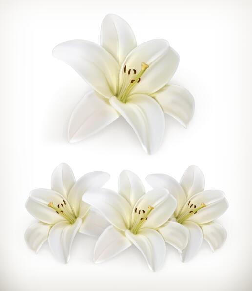 Beautiful white flower vector illustration 02