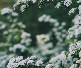 Beautiful white flowers Stock Photo