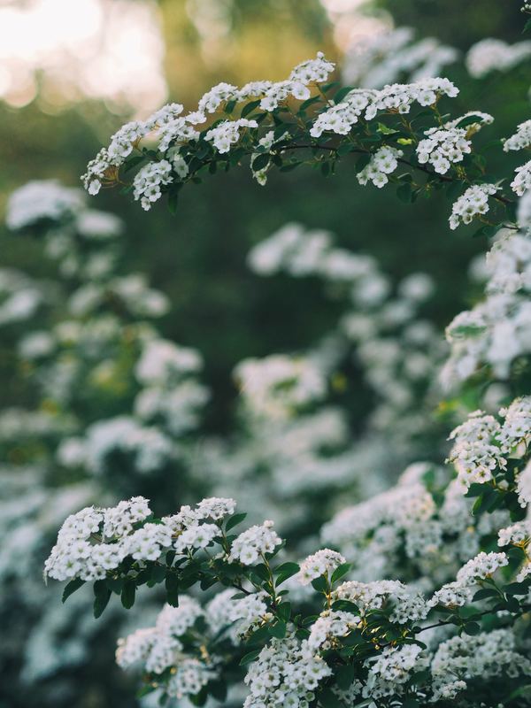 Beautiful white flowers Stock Photo