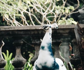 Beautiful white peacock Stock Photo