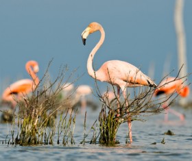 Beautiful wild birds Stock Photo 01