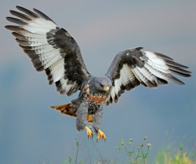 Beautiful wild birds Stock Photo 02