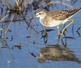 Beautiful wild birds Stock Photo 04