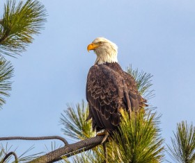 Beautiful wild birds Stock Photo 06
