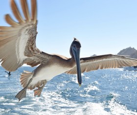 Beautiful wild birds Stock Photo 07