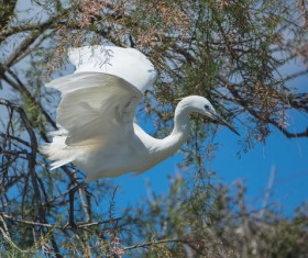 Beautiful wild birds Stock Photo 08