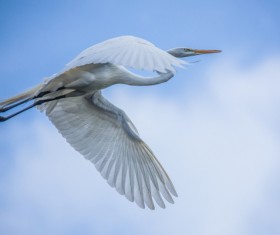 Beautiful wild birds Stock Photo 09