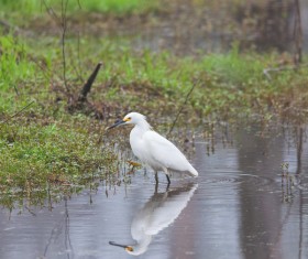 Beautiful wild birds Stock Photo 10