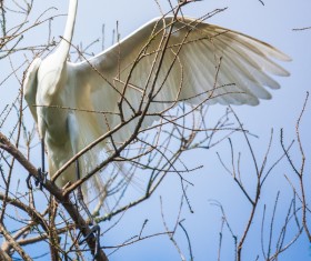 Beautiful wild birds Stock Photo 11