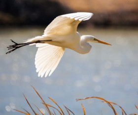 Beautiful wild birds Stock Photo 12