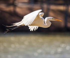 Beautiful wild birds Stock Photo 13