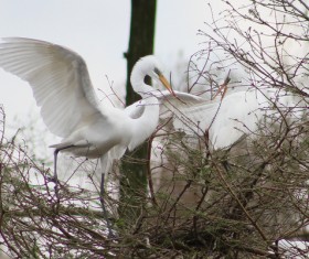 Beautiful wild birds Stock Photo 14