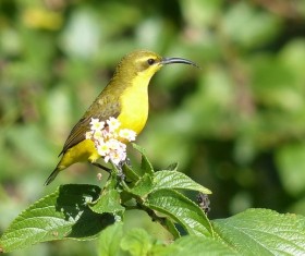 Beautiful yellow sunbird Stock Photo