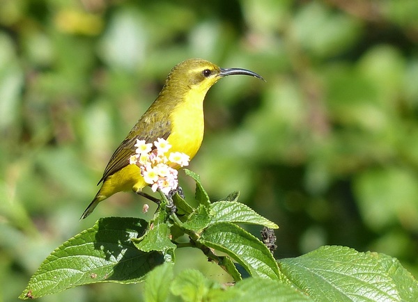 Beautiful yellow sunbird Stock Photo