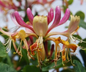 /Blooming honeysuckle Stock Photo