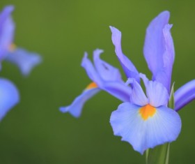 Blooming purple lily flower Stock Photo