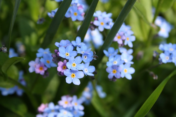 Blue forget me not flower Stock Photo