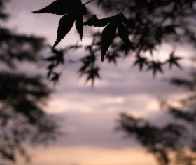 Blurred picture of violet sunset in outdoor nature Stock Photo