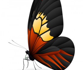 Butterfly beautiful design vector