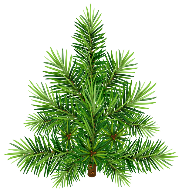 Christmas fir-tree branch illustration vector 02