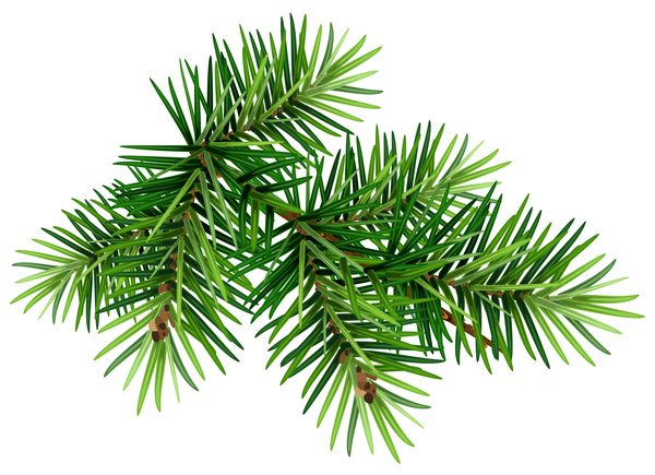 Christmas fir-tree branch illustration vector 03