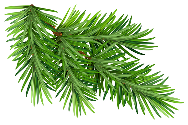 Christmas fir-tree branch illustration vector 04