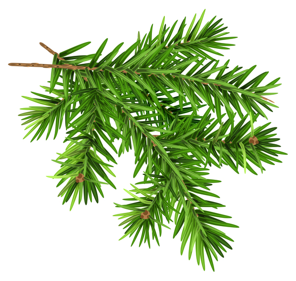 Christmas fir-tree branch illustration vector 05