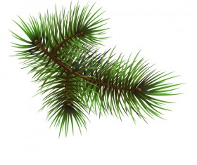 Christmas fir-tree branch illustration vector 06