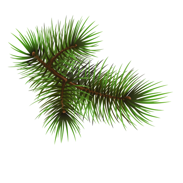 Christmas fir-tree branch illustration vector 06
