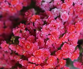 Closeup of blooming red flowers Stock Photo