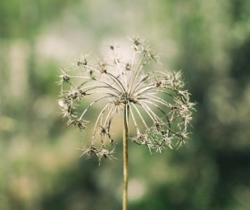 Closeup of fragile dandelion in nature Stock Photo