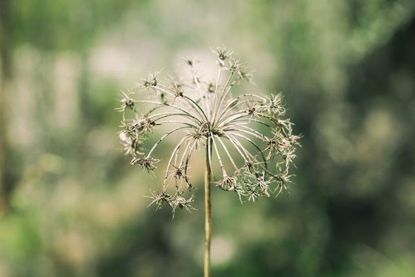 Closeup of fragile dandelion in nature Stock Photo