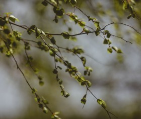 Closeup of fragile green leaves on branch Stock Photo
