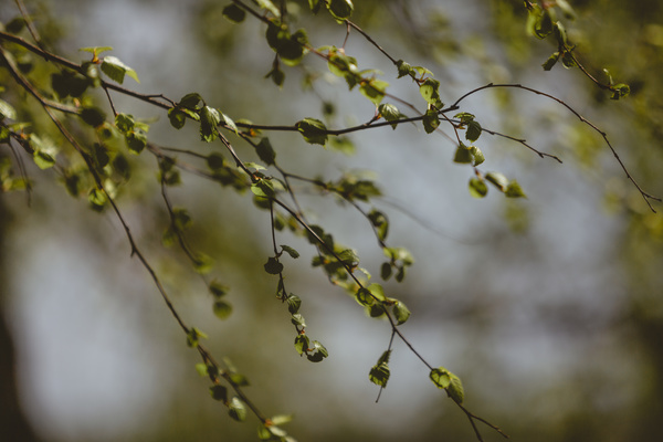 Closeup of fragile green leaves on branch Stock Photo