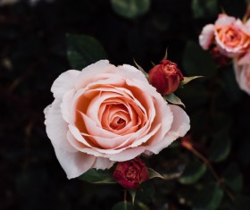 Closeup of fresh roses in nature Stock Photo