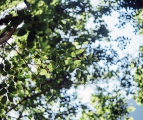 Closeup of green leaves on tree Stock Photo