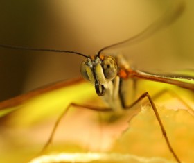Closeup of insect face in nature Stock Photo