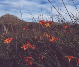 Closeup of wild flowers on meadow Stock Photo