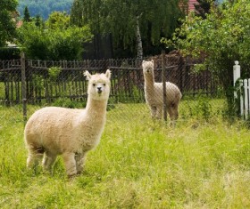 Cute cute alpaca Stock Photo