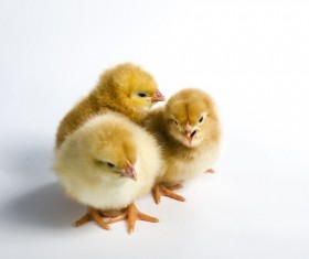 Cute yellow chick Stock Photo