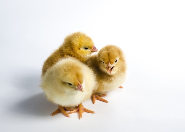 Cute yellow chick Stock Photo