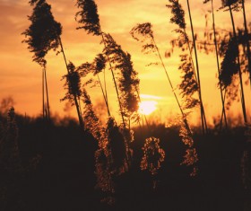 Dark sunset on meadow Stock Photo