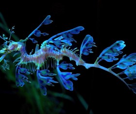 Deep seabed hippocampus Stock Photo