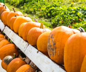 Different varieties of pumpkin Stock Photo 01